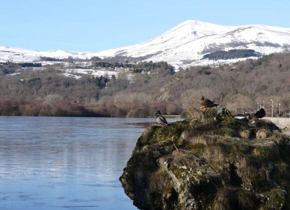 Les canards en hiver